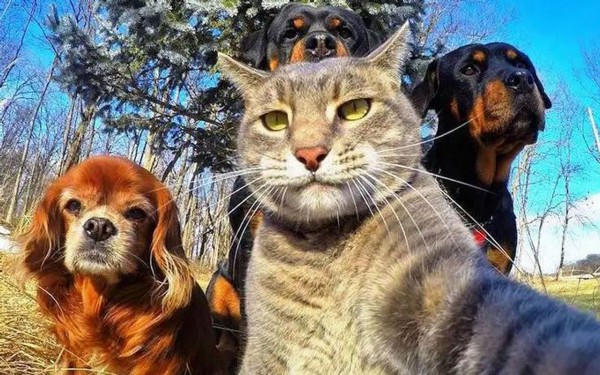 hayvanları koruma kanunu Hayvanları Koruma Kanunu kabul edildi mi? Hayvanları Koruma Kanunu maddeleri neler? İşte Hayvanları Koruma Kanunu maddeleri 2021!